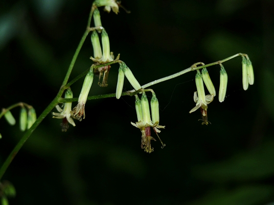 {Nabalus altissimus}